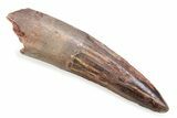 Fossil Spinosaurus Tooth - Feeding Worn Tooth #372886-1
